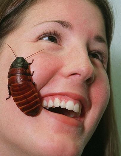 Madagaskar zawiera treści karaluchów