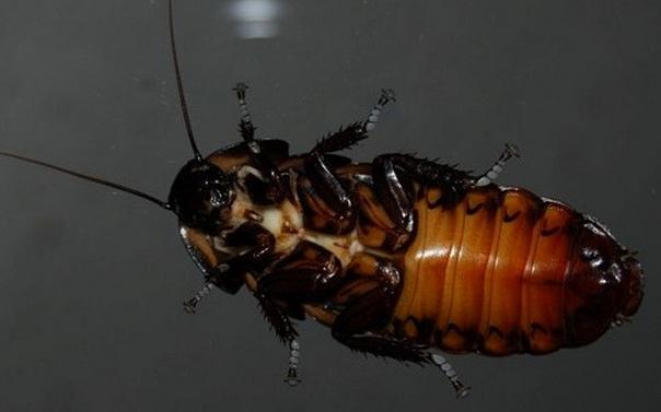 Madagaskarjev ščurek doma