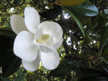drzewo magnolii
