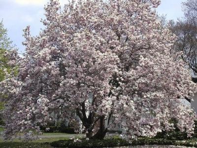sadzenie magnolii