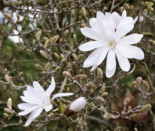 Magnolia che pianta e cura