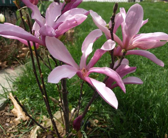 Pianta di magnolia
