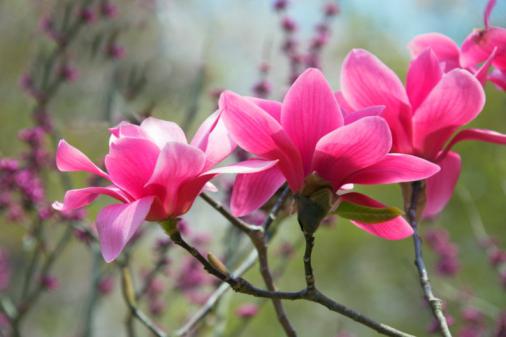 Ko magnolija cveti