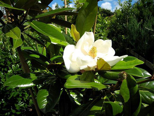 magnolia wielkokwiatowe zdjęcie