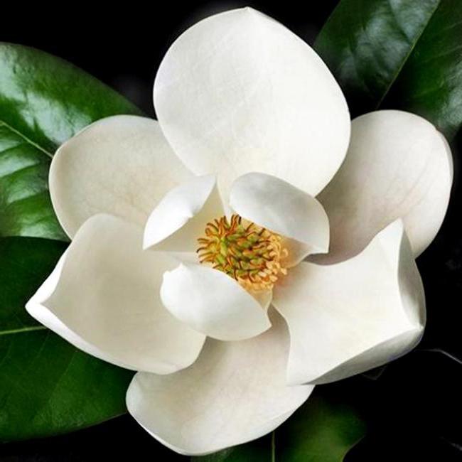 Kultivace Magnolia grandiflora