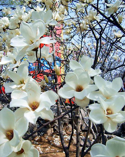 Magnolia grandiflora reprodukcja