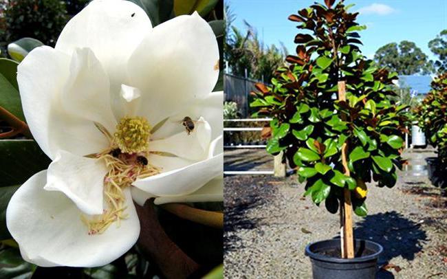 Magnolia grandiflora magnolia grandiflora
