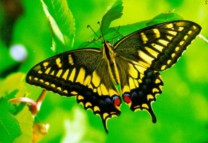 Motyl swallowtail
