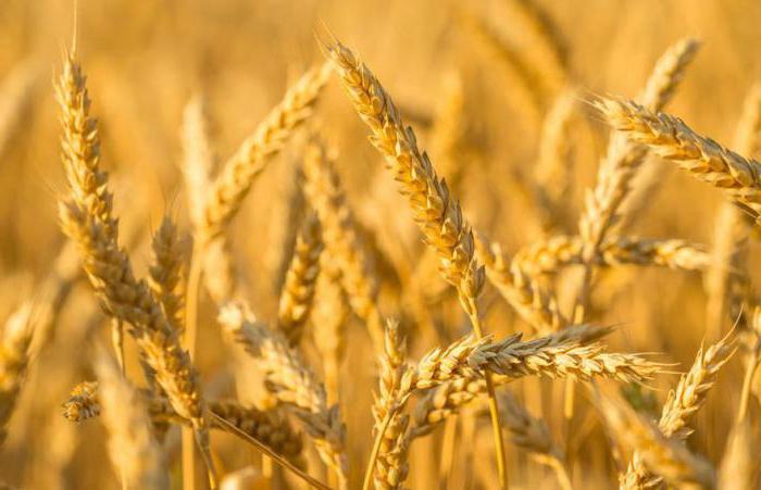 pšeničnih vrst žitnih vrst