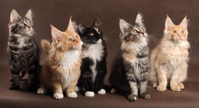 cosa mangiare Maine Coon