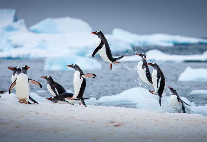 Pinguini dell'Antartide fatti interessanti