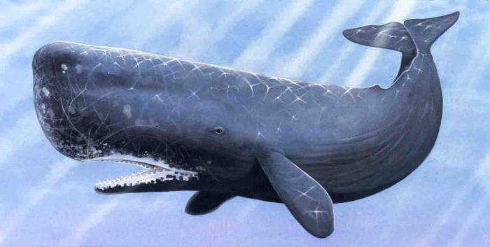 proč sní o velrybě
