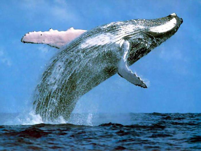 мечтаещ кит