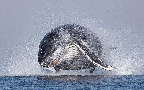 czym jest kobieta-sen wieloryb