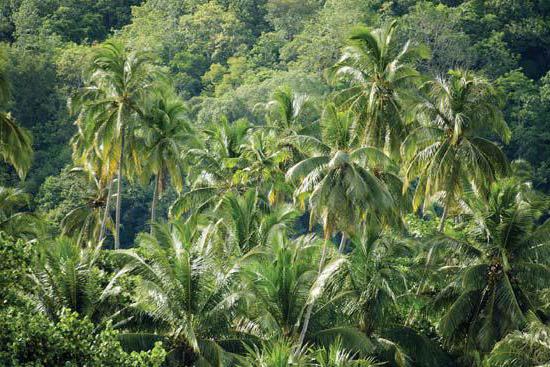 Lasy tropikalne półwyspu Malakka