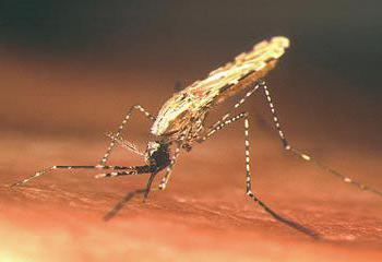 zanzara che pericoloso