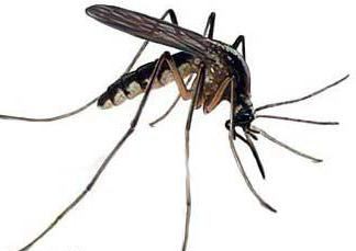 комар от опасна снимка