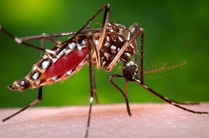 komar, kot nevaren za ljudi
