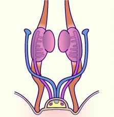 Мъжки репродуктивни жлези