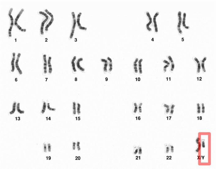 set di cromosomi maschili