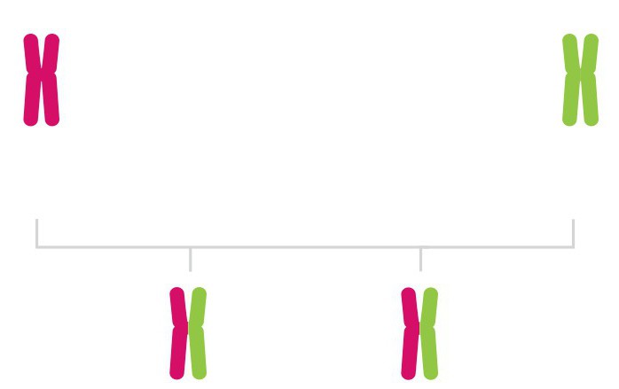 cromosomi xey