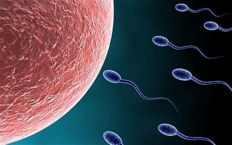 Развитието на мъжката репродуктивна система