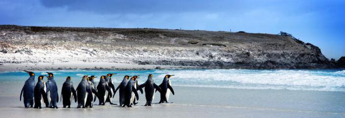 Malvinas Islands: jak się tam dostać?