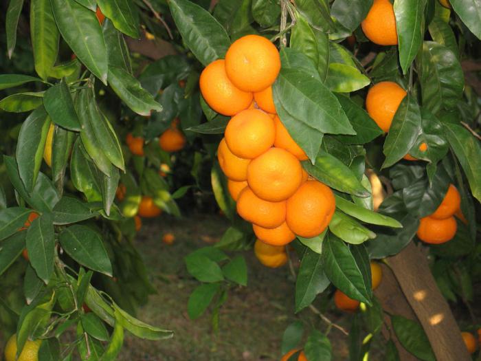 koristi in škode mandarin