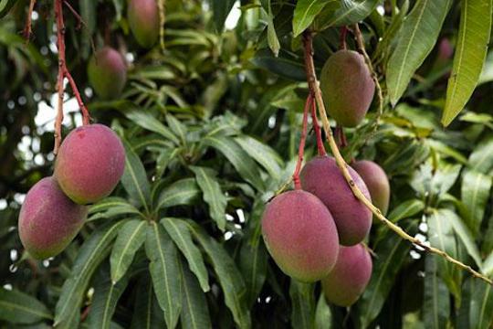 Kalorie čerstvé mango