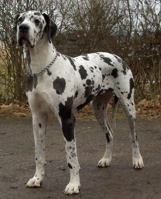 Veliki danski pas, opis pasme
