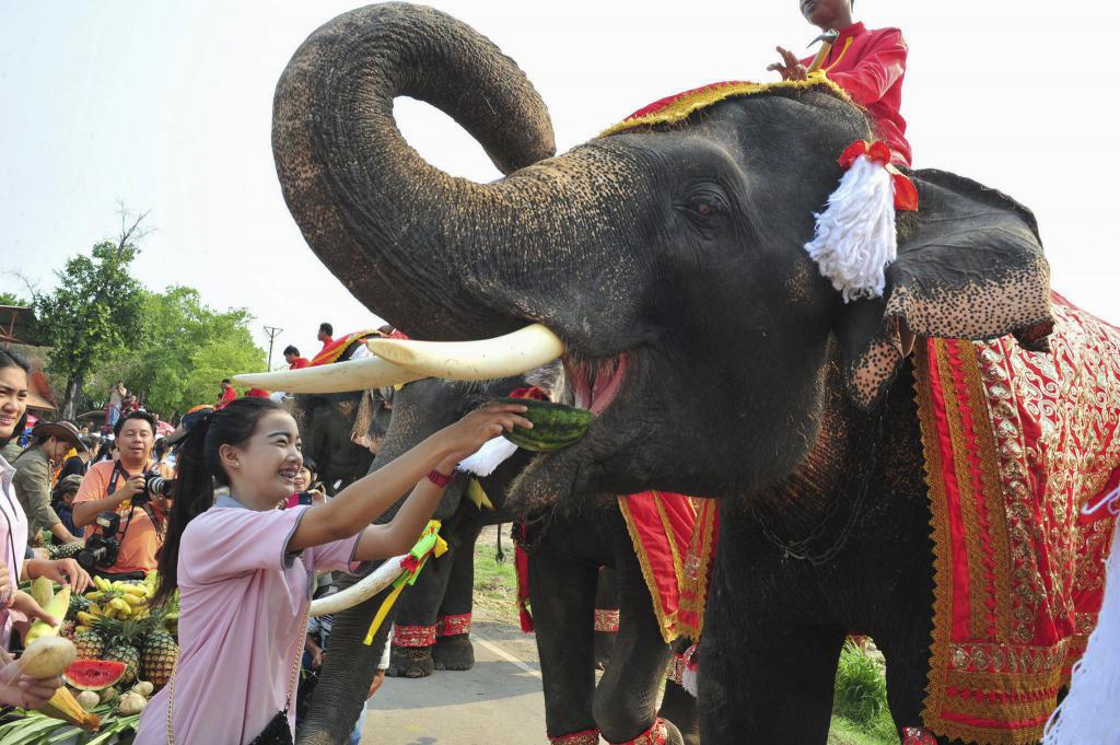 Celebrazione del giorno elefante