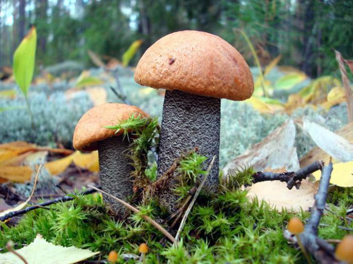 funghi aspen in salamoia