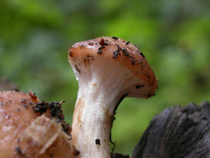 ricetta di funghi in salamoia