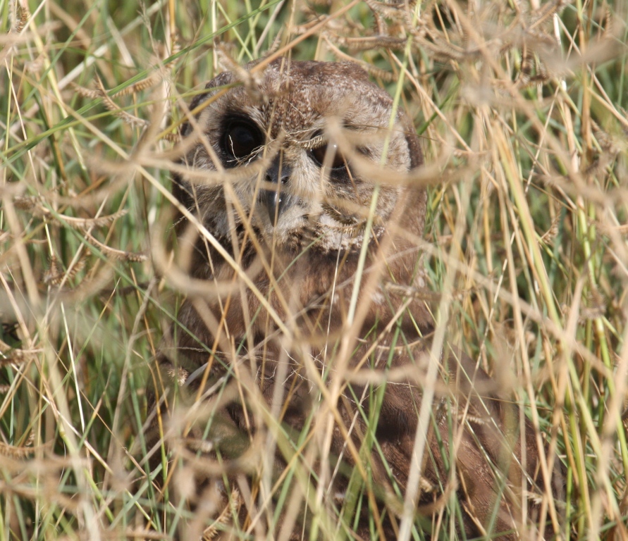 Marsh Owl fotografija