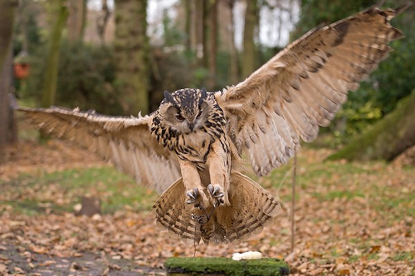 Owl charakterystyka bagno wingspan