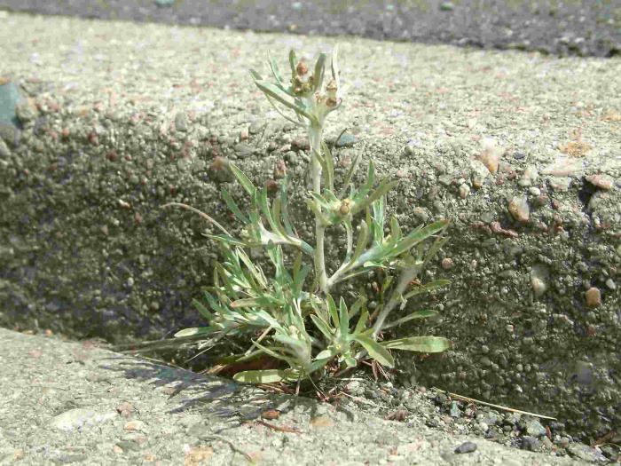 Grass bagien cudweed