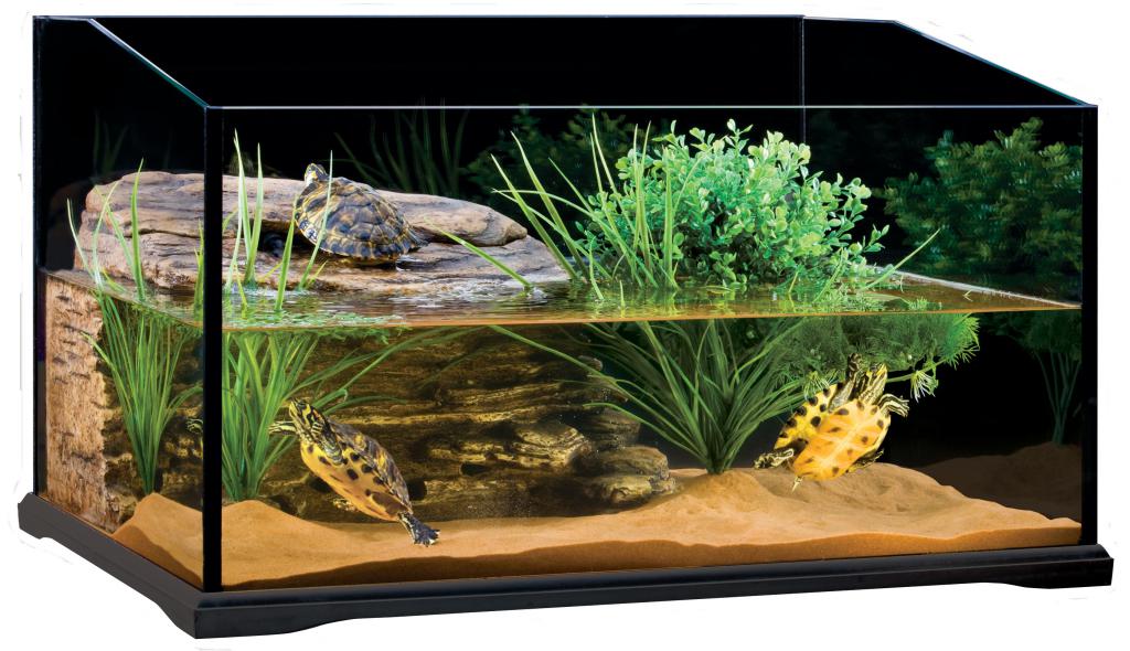 terrarium dla żółwi błotnych