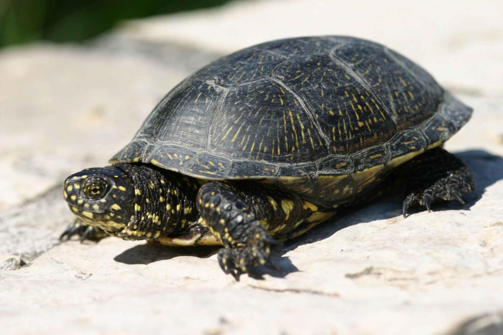 descrizione della tartaruga palustre