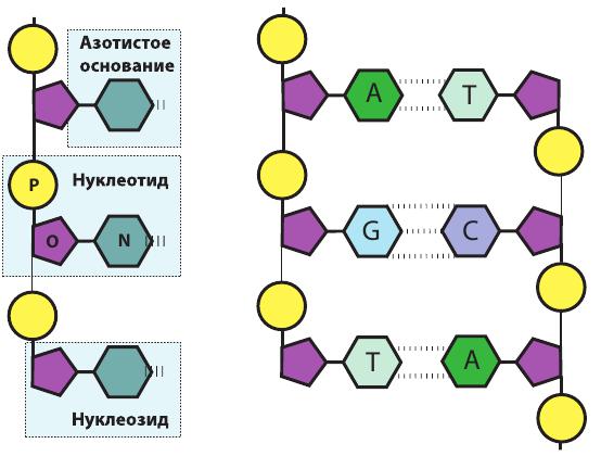 zasada komplementarności nukleotydów