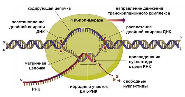 синтеза РНК матрикса