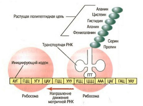 synteza białek macierzy