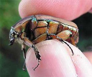 Развитието на майския бръмбар