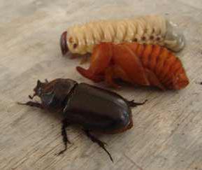 La vita dello scarabeo di maggio
