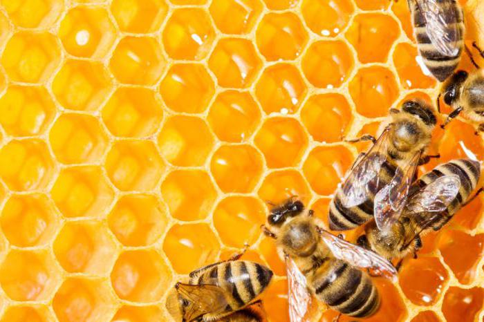 Може ли мед как да се определи
