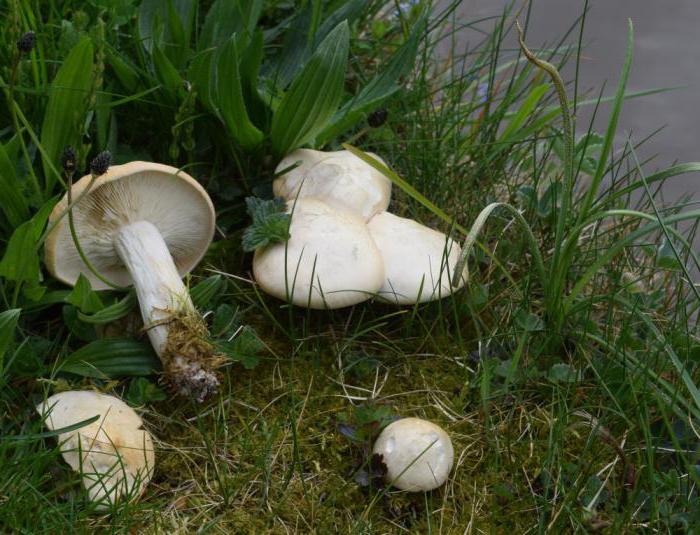 Мајске печурке и опис