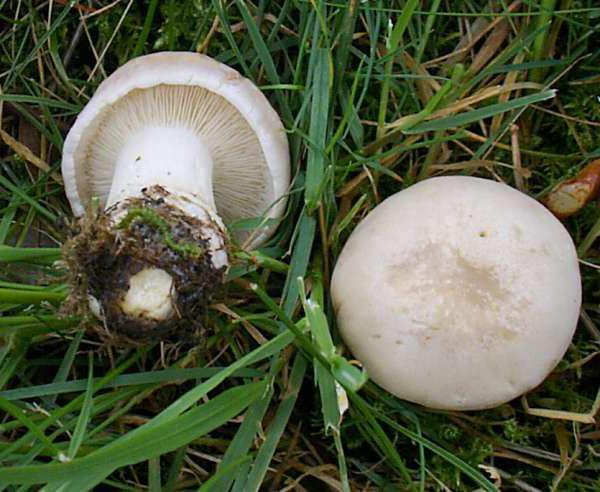 Svibanjska fotografija gljiva