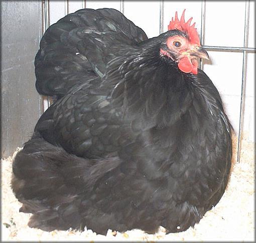 Кочинкин порода пилета