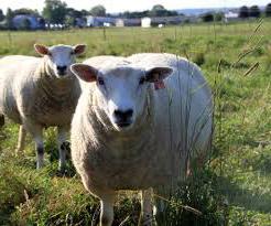 породи овче месо