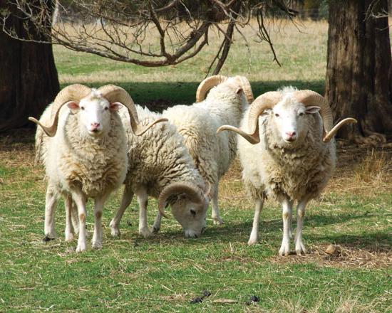 Plemena ovcí s masovým směrem Ruska