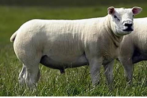 allevamento di razza ovina